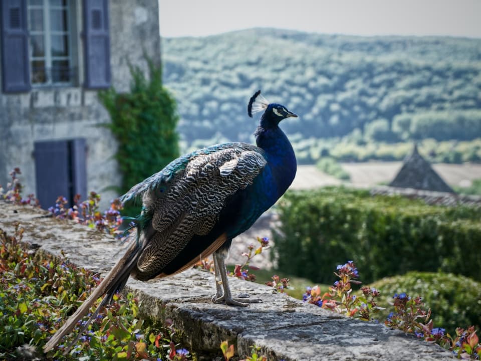 Sarlat region